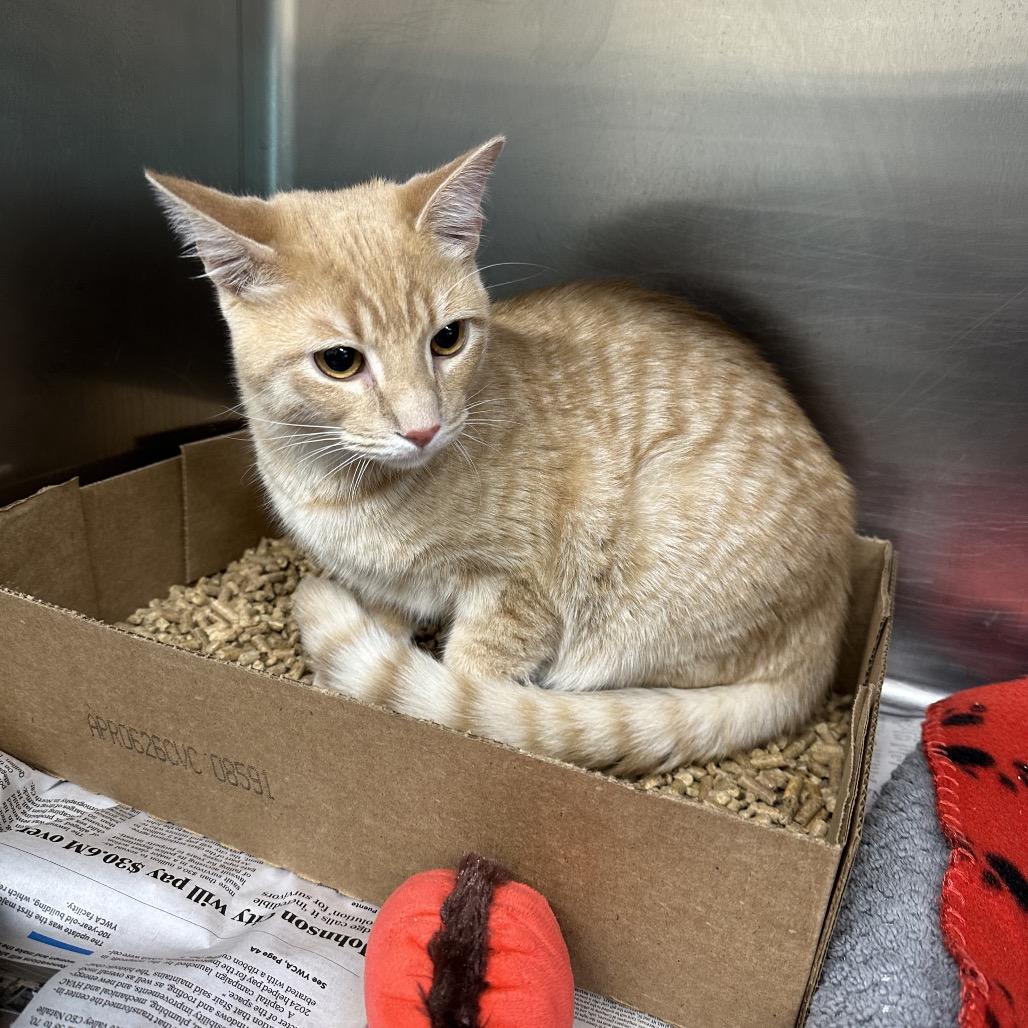 Enlarge Cheeto, a Adoptable Domestic Short Hair in Newport, TN image 1/3