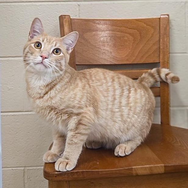 Enlarge Cheeto, a Adoptable Domestic Short Hair in Newport, TN image 2/3