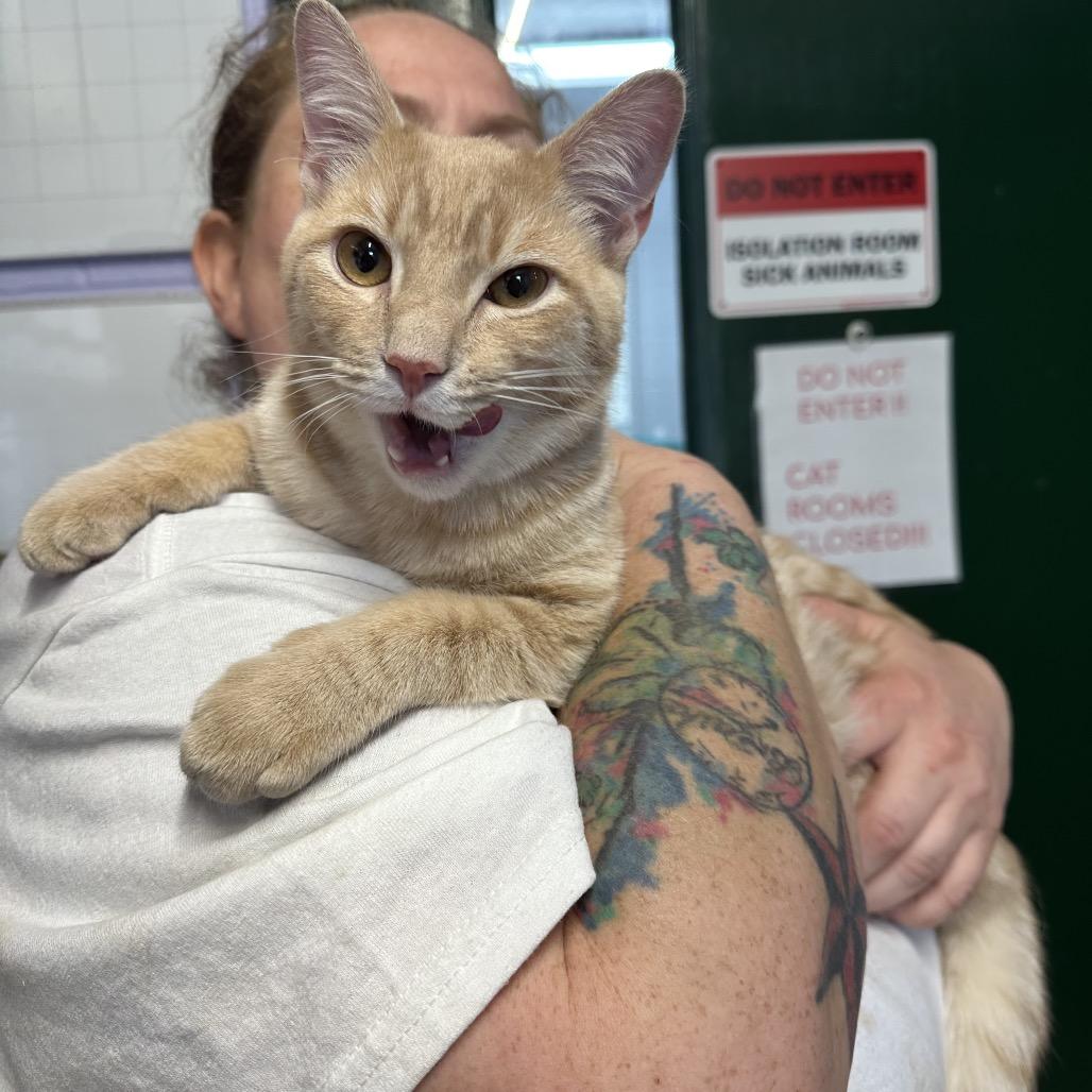Enlarge Cheeto, a Adoptable Domestic Short Hair in Newport, TN image 3/3