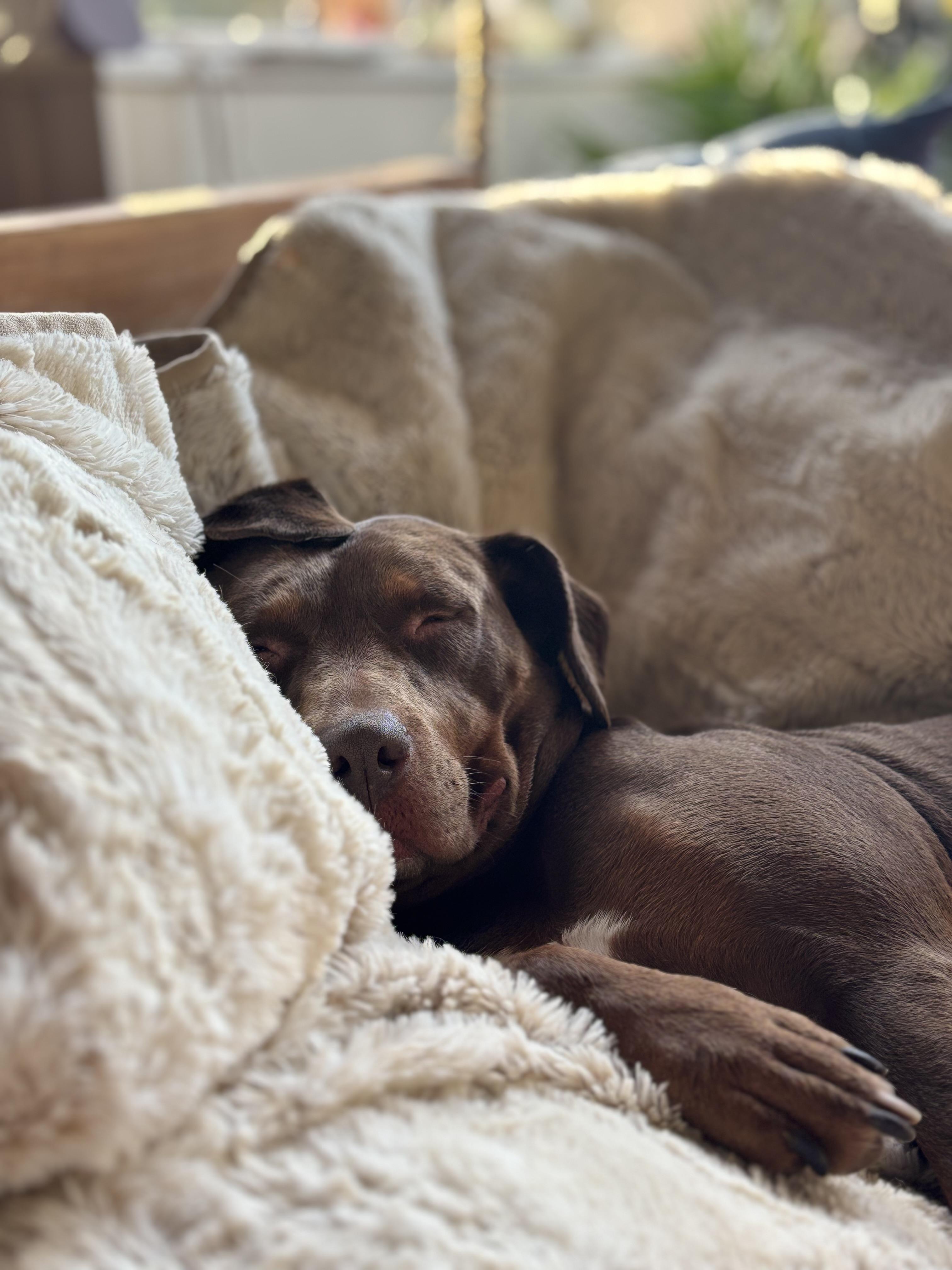 Star, Adoptable, Adult Female Labrador Retriever & Pit Bull Terrier.