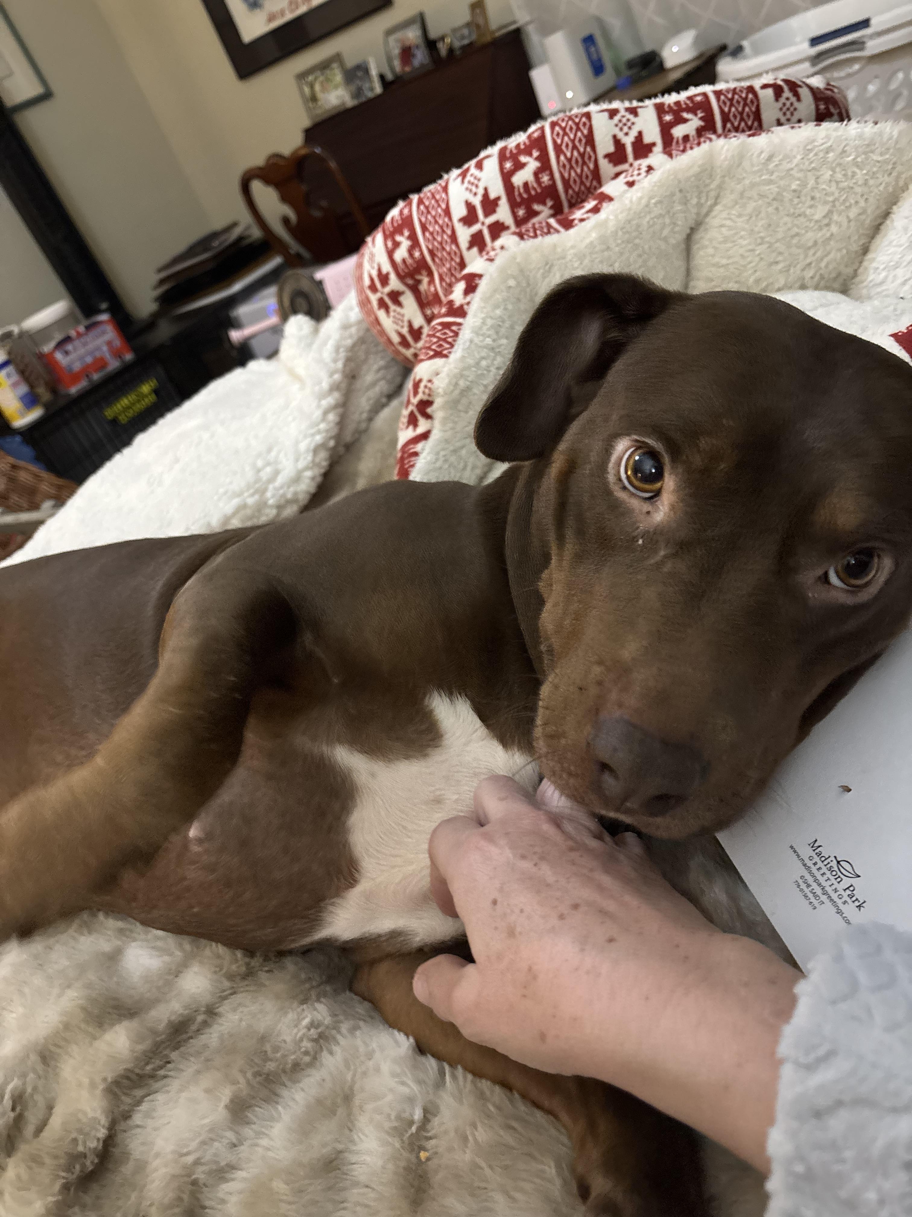 Enlarge Star, a Adoptable mixed breed in BATON ROUGE, LA image 5/5