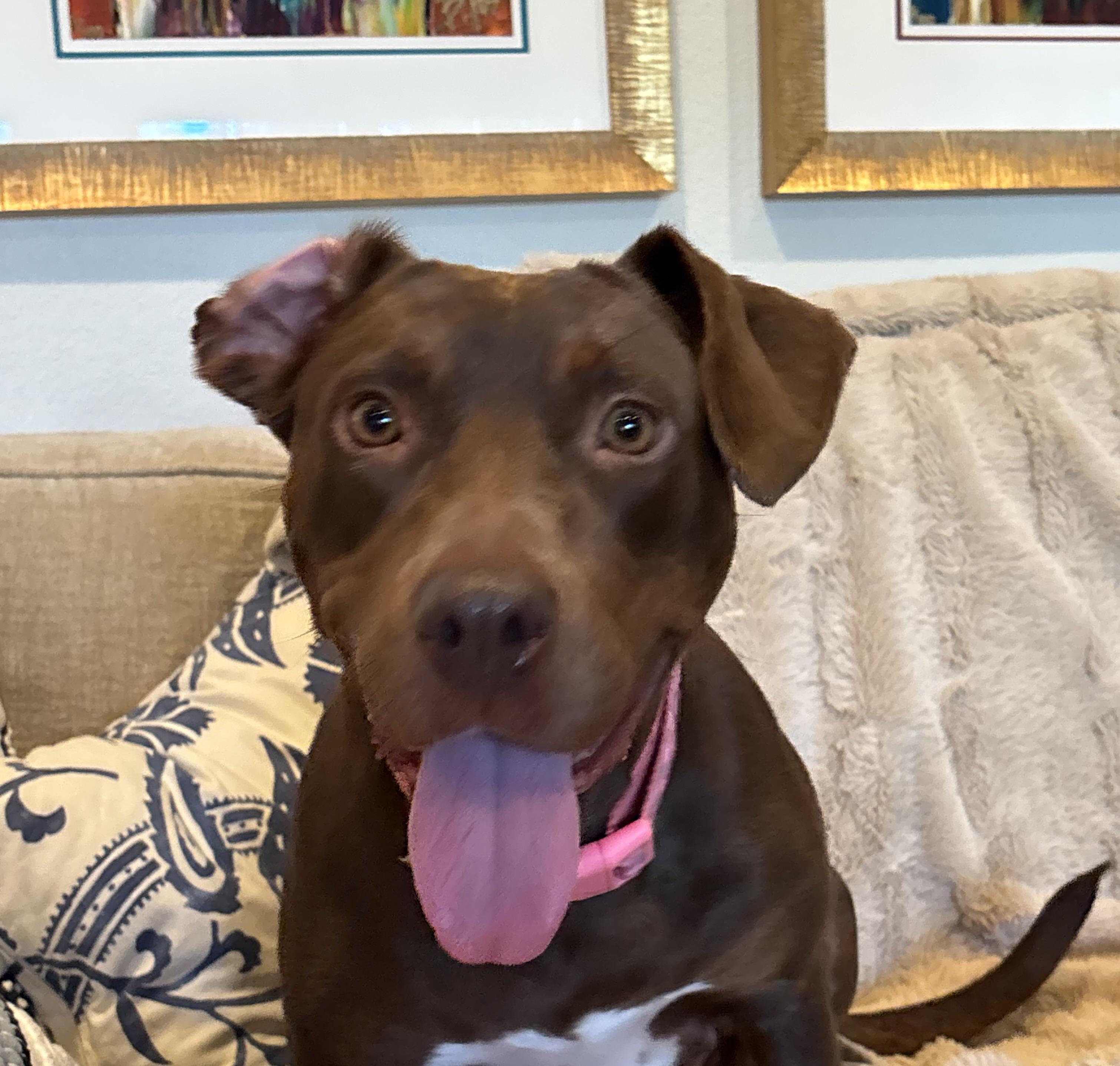 Enlarge Star, a Adoptable mixed breed in BATON ROUGE, LA image 2/5