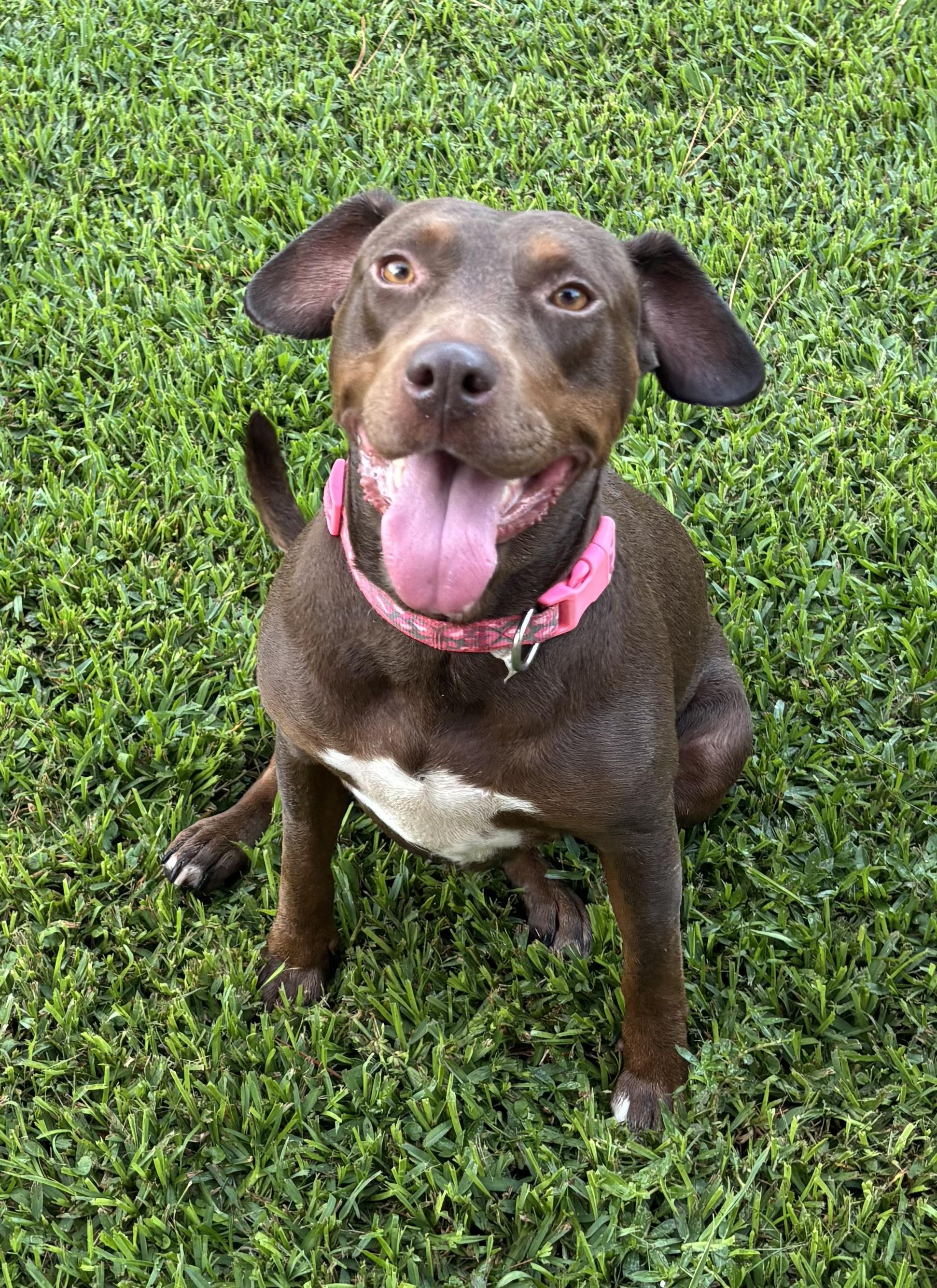 Enlarge Star, a Adoptable mixed breed in BATON ROUGE, LA image 3/5