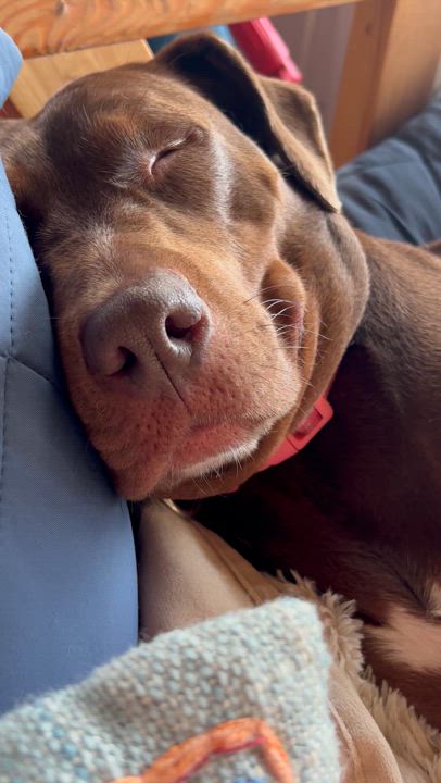 Enlarge Star, a Adoptable mixed breed in BATON ROUGE, LA video 4/5