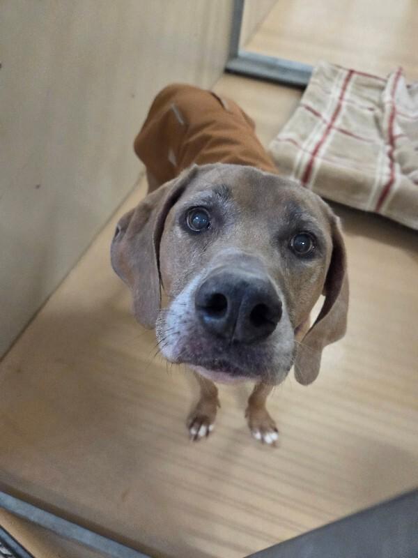 Enlarge Lotus, a ADOPTABLE mixed breed in Saint Charles, MO image 1/1