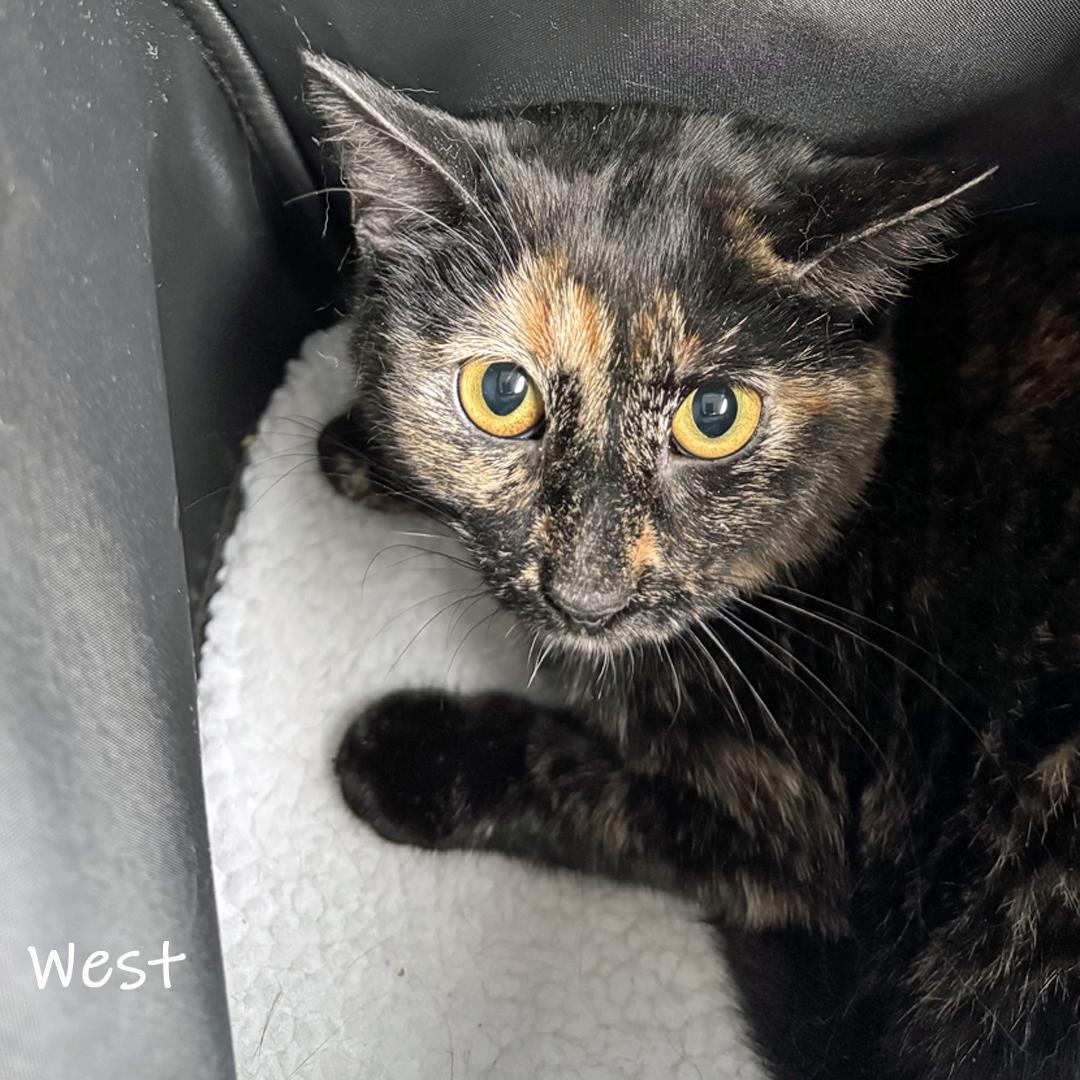 Enlarge West, a ADOPTABLE Domestic Short Hair in Chicago, IL image 1/1