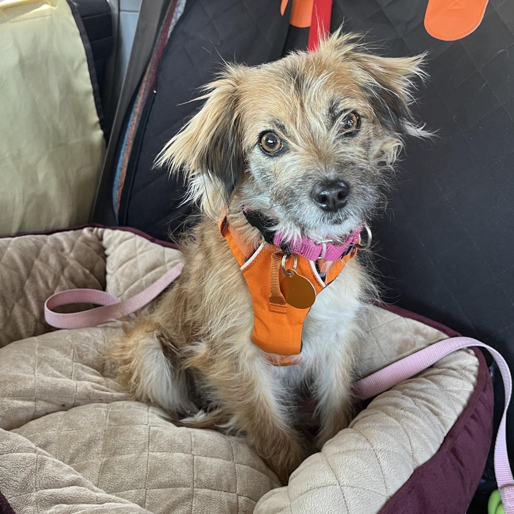 Minnow, a Adoptable mixed breed in Ashland, OR image 1/5