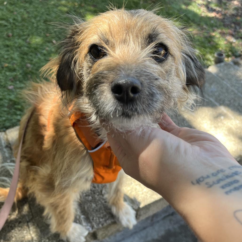 Minnow, a Adoptable mixed breed in Ashland, OR image 2/5