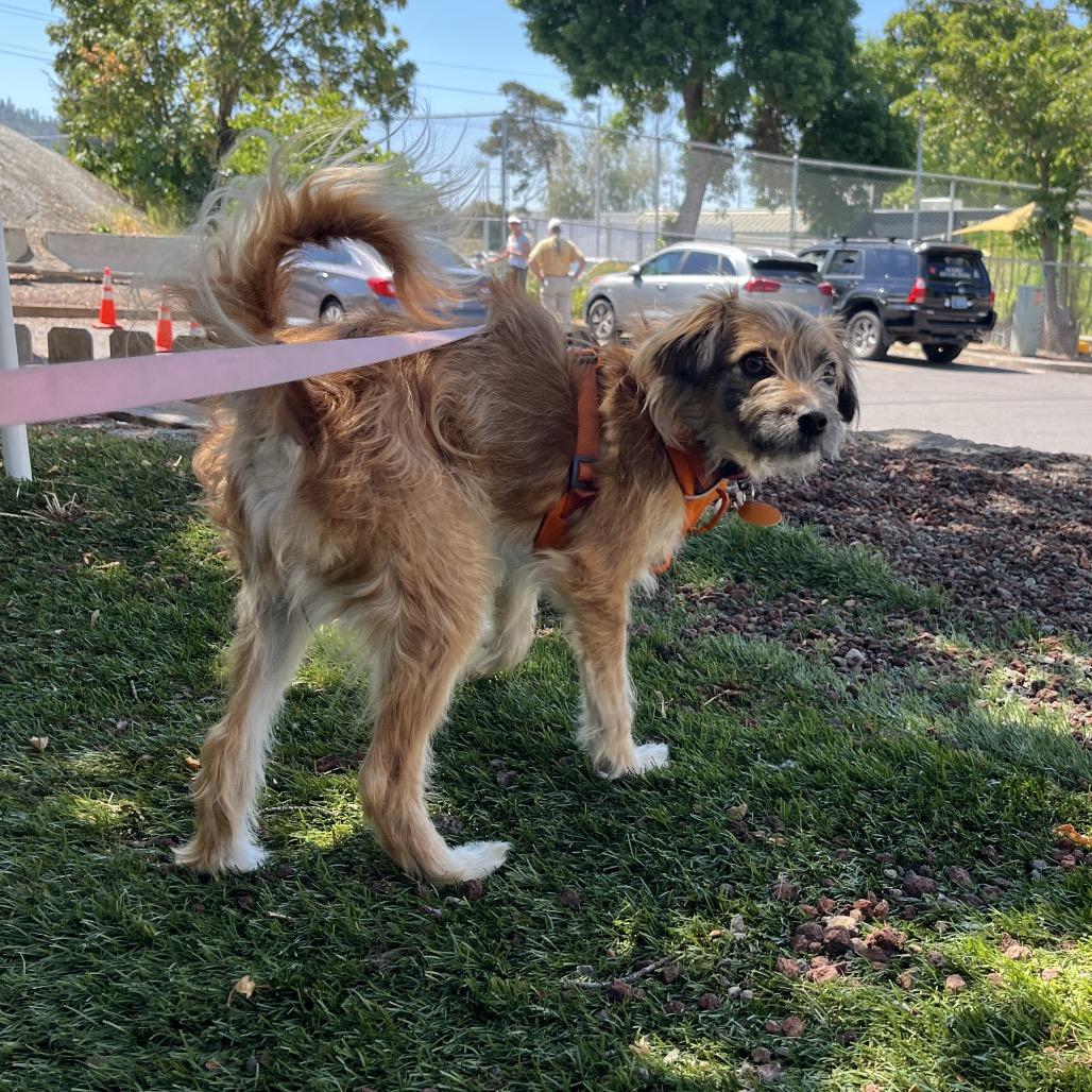 Minnow, a Adoptable mixed breed in Ashland, OR image 3/5