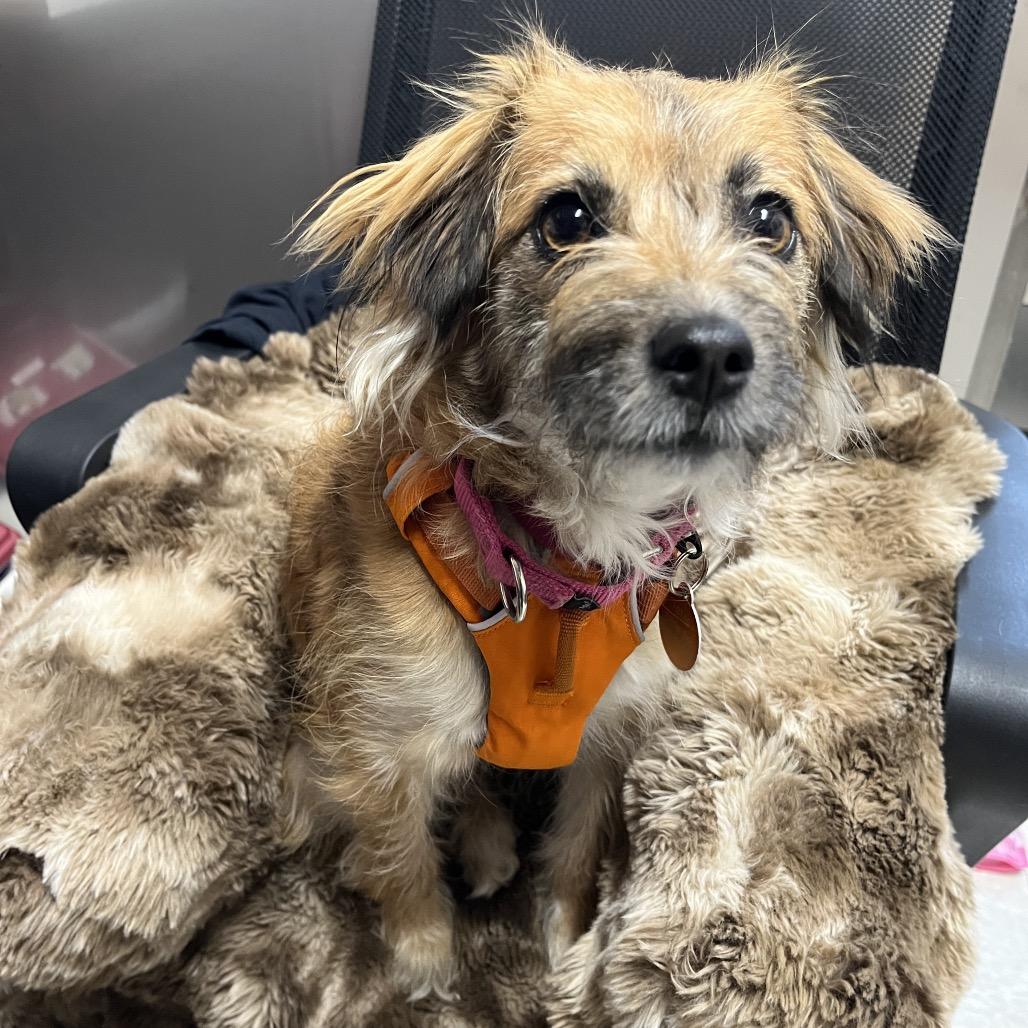 Minnow, a Adoptable mixed breed in Ashland, OR image 4/5