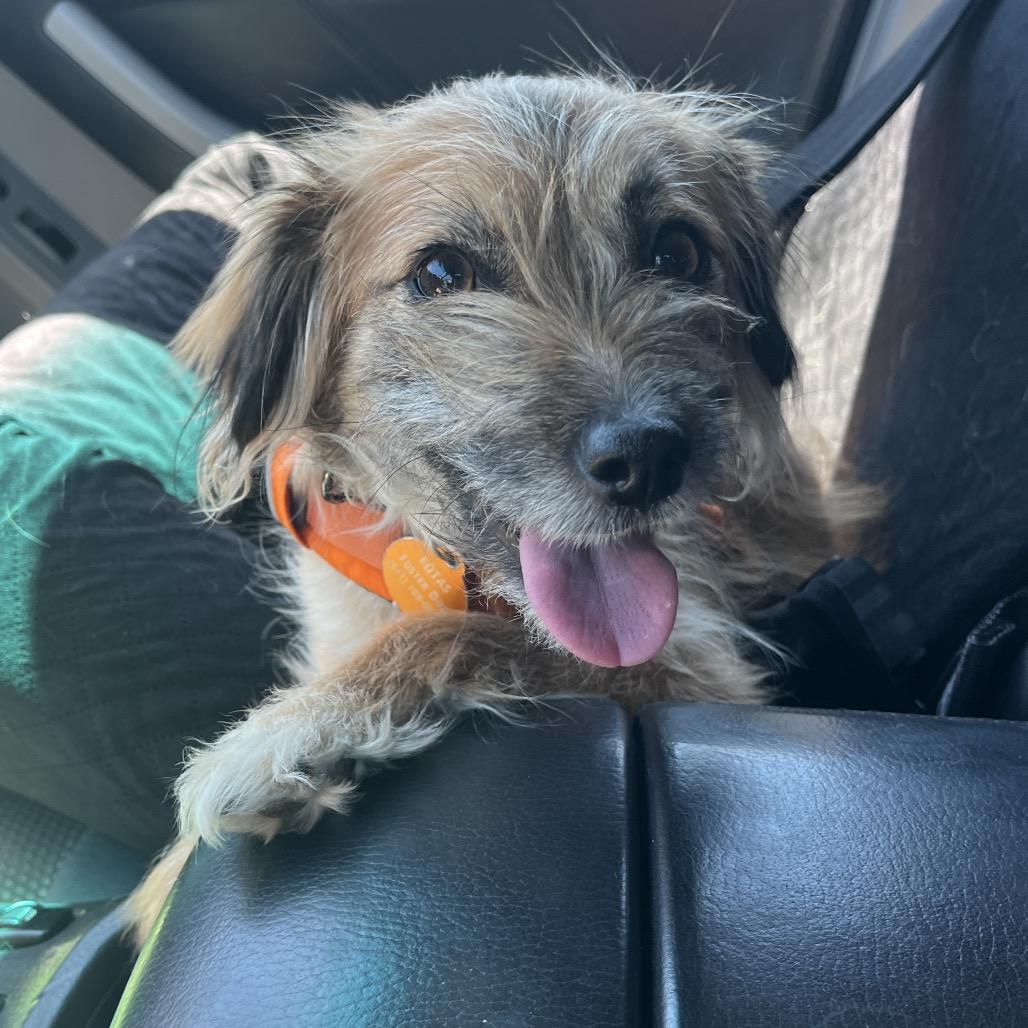 Minnow, a Adoptable mixed breed in Ashland, OR image 5/5