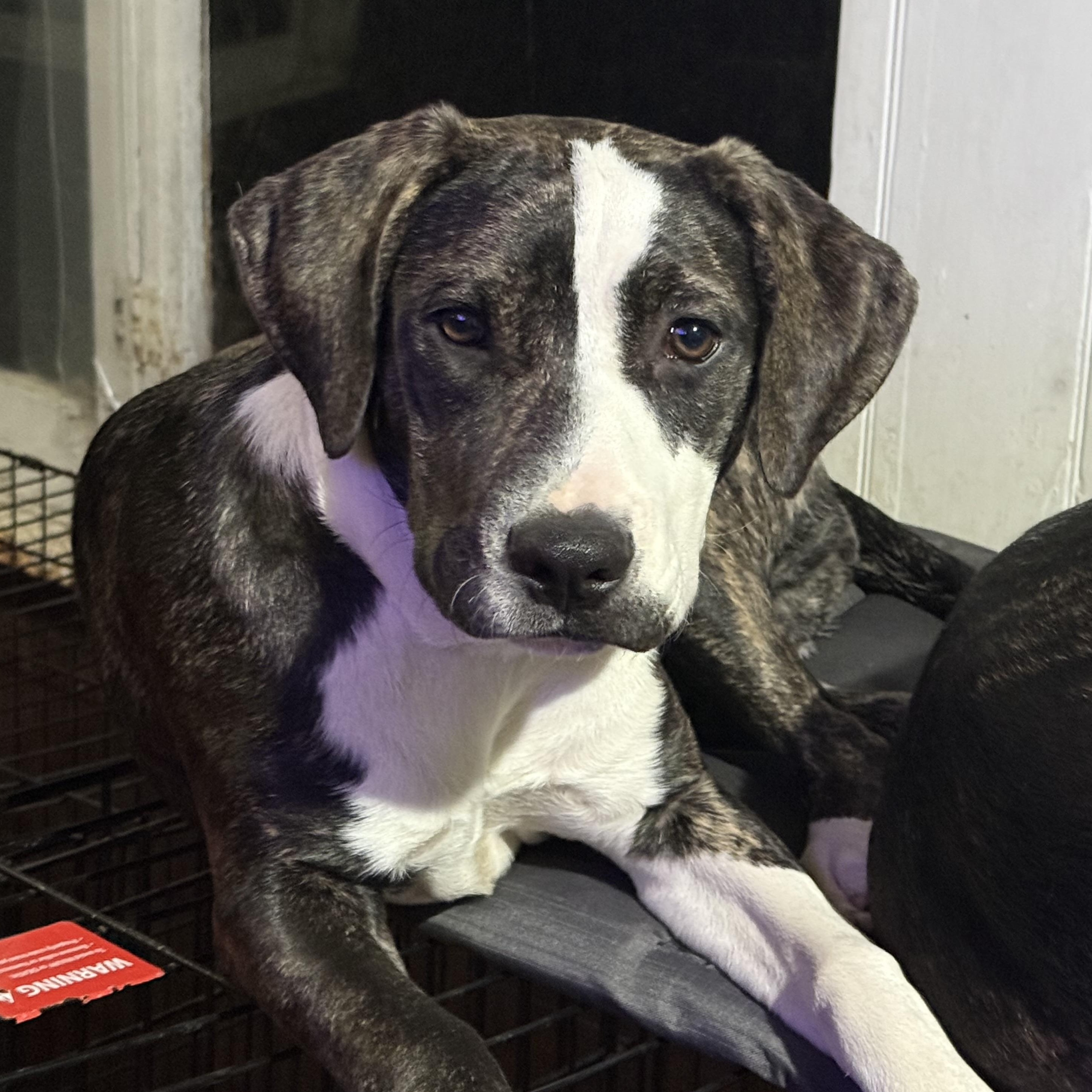 Callie, Adoptable, Young Female American Staffordshire Terrier & Labrador Retriever.
