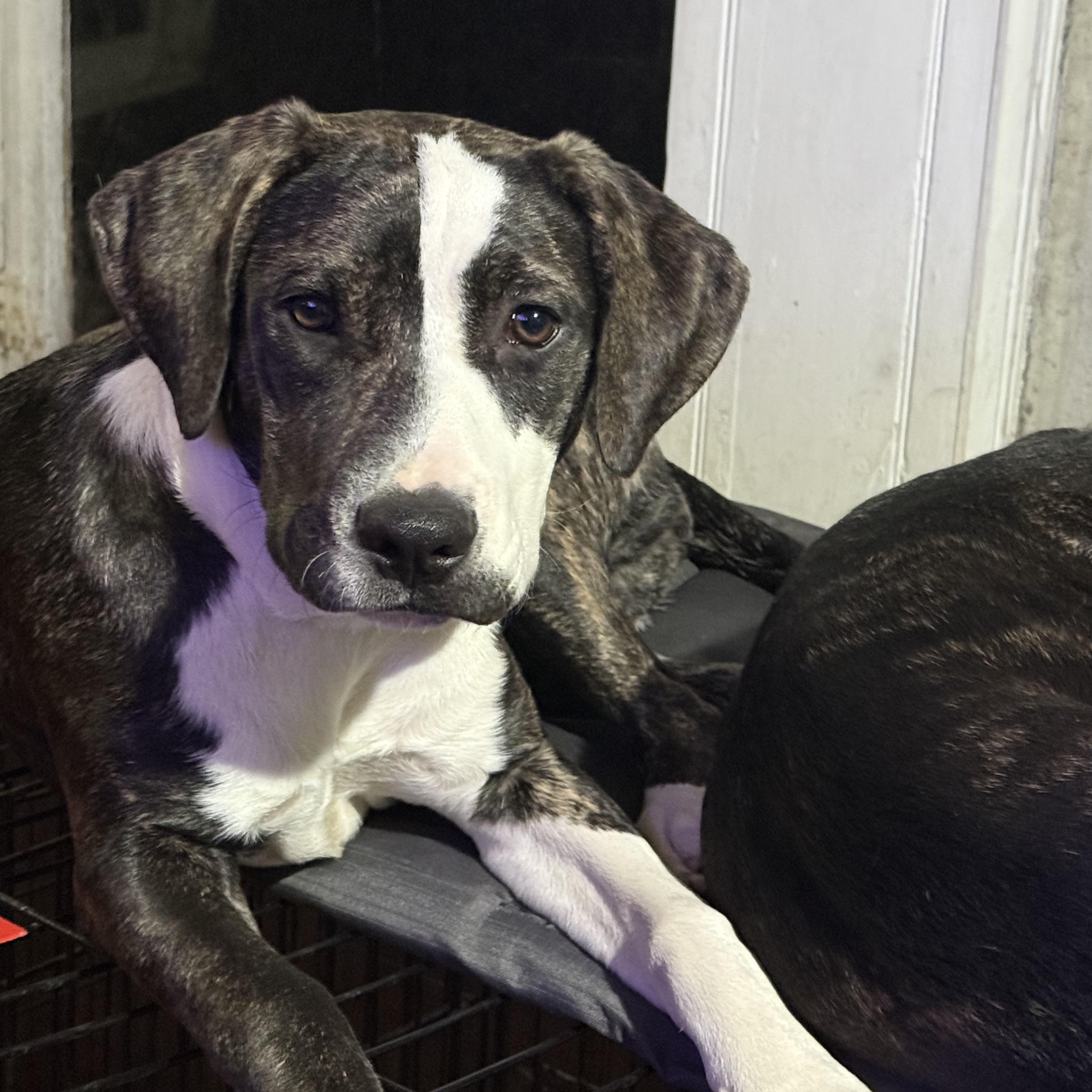 Enlarge Callie, a Adoptable mixed breed in Central Valley, NY image 4/4