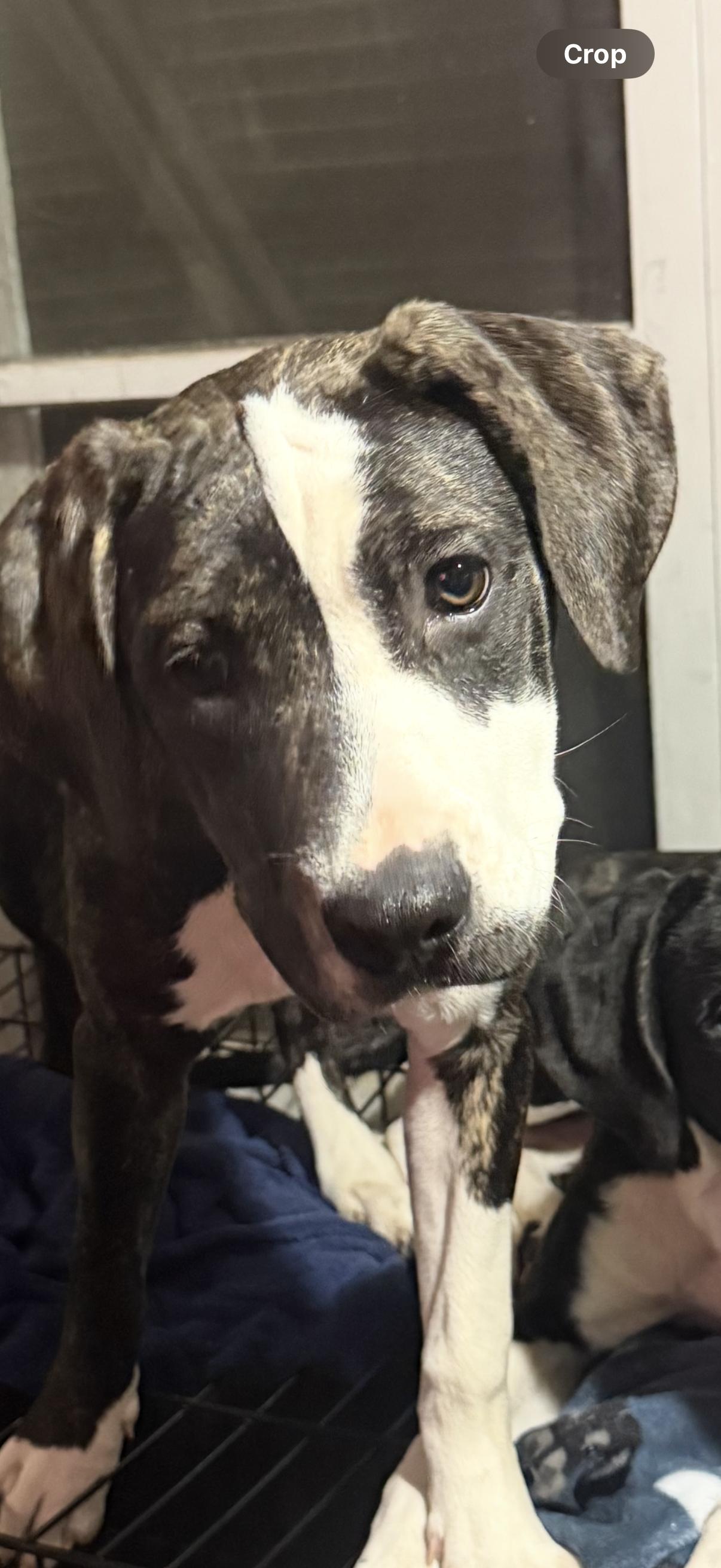 Enlarge Callie, a Adoptable mixed breed in Central Valley, NY image 3/4