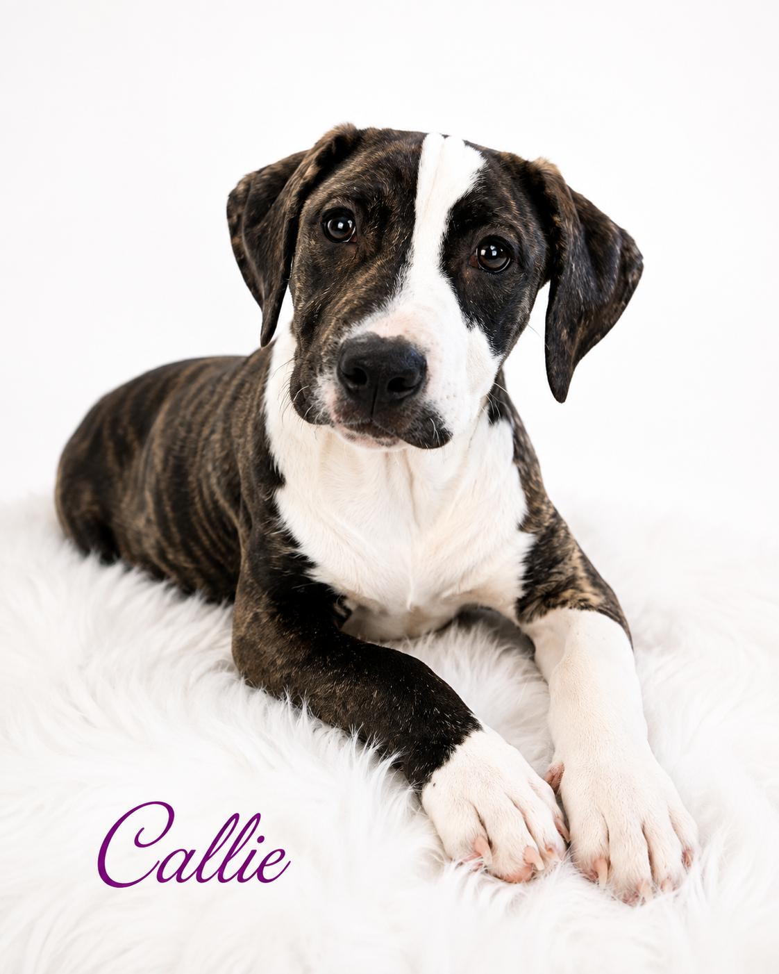 Enlarge Callie, a Adoptable mixed breed in Central Valley, NY image 2/4