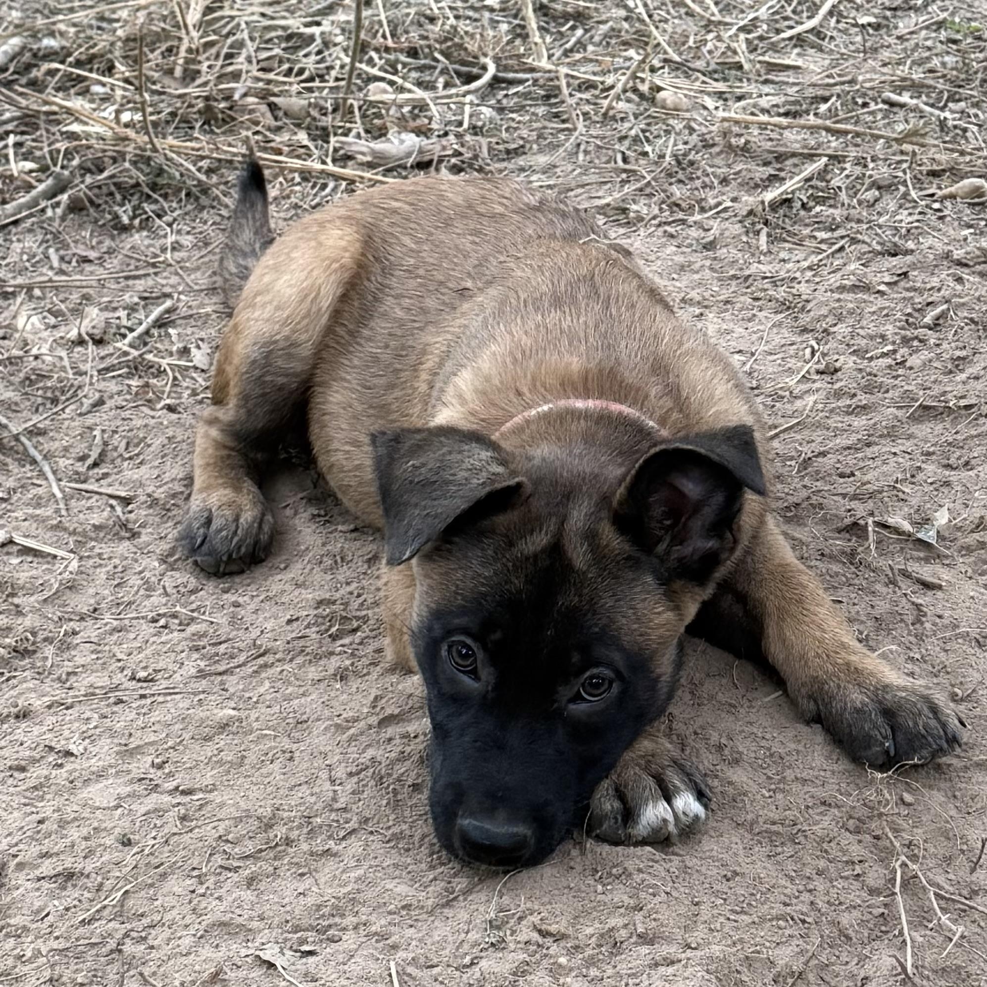 Enlarge Lucy, a Adopted mixed breed in Alexandria, VA image 1/6