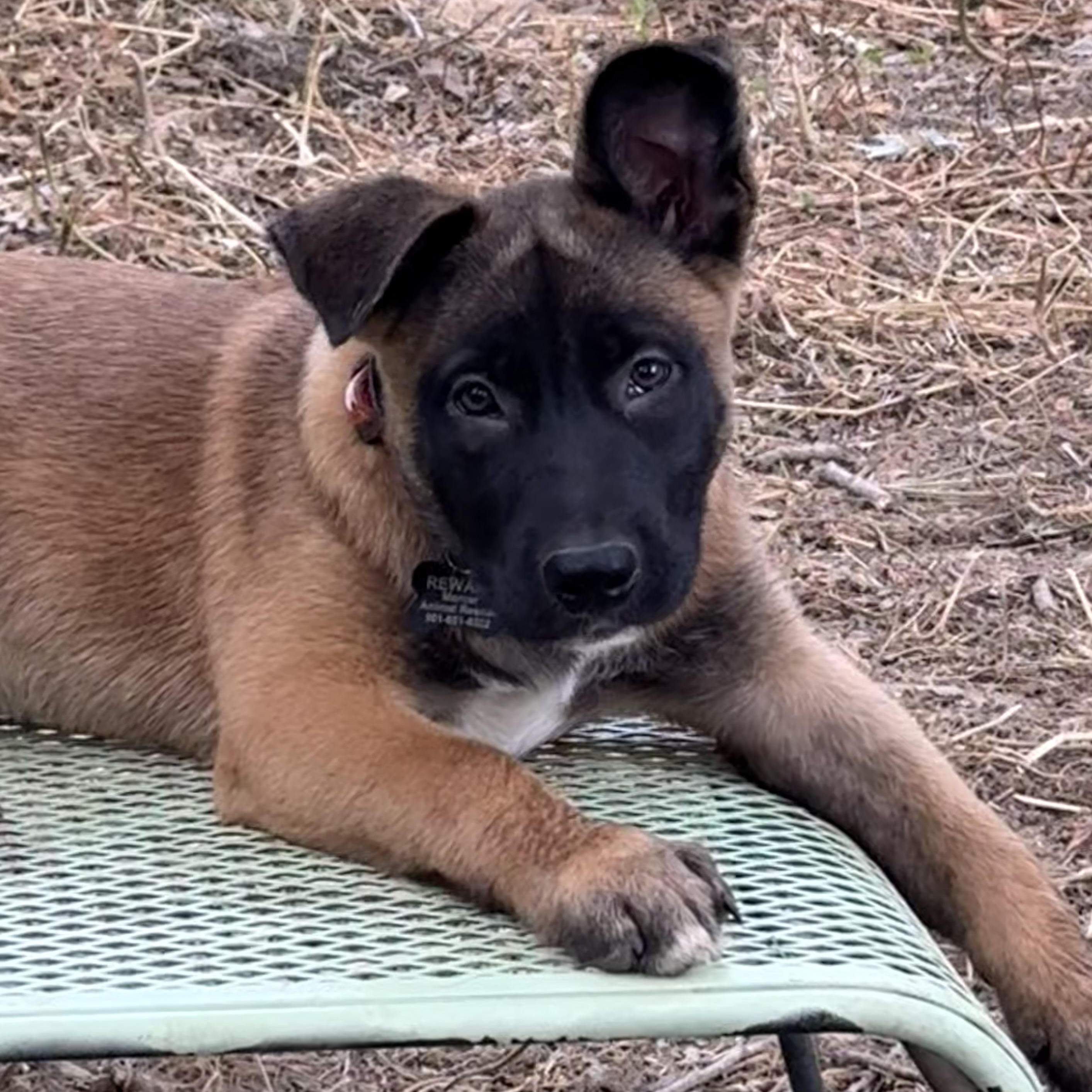 Lucy, Adopted, Puppy Female German Shepherd Dog.