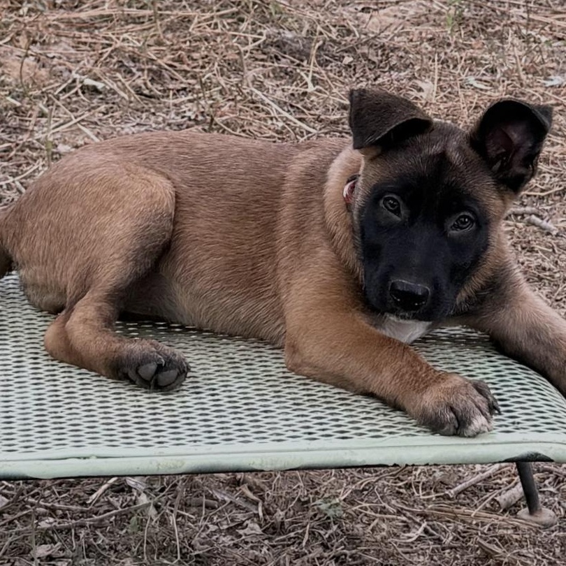 Enlarge Lucy, a Adopted mixed breed in Alexandria, VA image 3/6