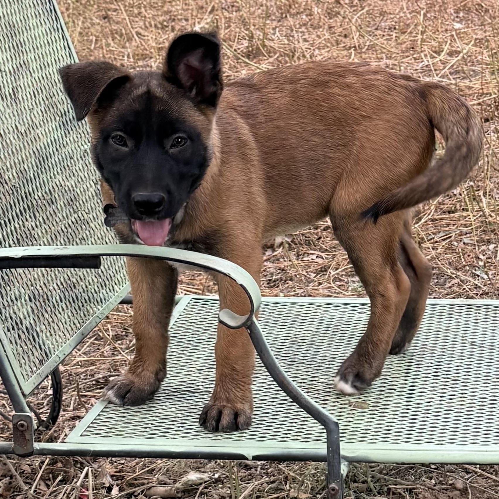 Enlarge Lucy, a Adopted mixed breed in Alexandria, VA image 4/6