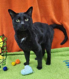 Enlarge Chaos, a ADOPTABLE Domestic Short Hair in Bucyrus, OH image 3/3