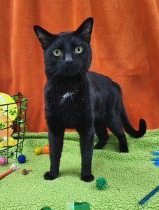 Enlarge Chaos, a ADOPTABLE Domestic Short Hair in Bucyrus, OH image 1/3
