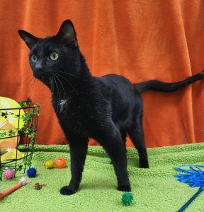 Enlarge Chaos, a ADOPTABLE Domestic Short Hair in Bucyrus, OH image 2/3