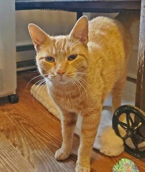 Clark, Adoptable, Adult Male Domestic Short Hair.