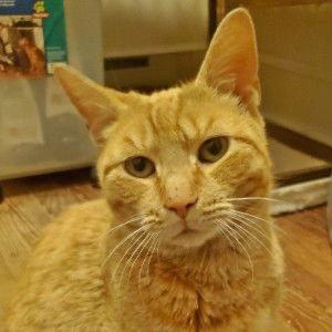 Enlarge Clark, a Adoptable Domestic Short Hair in Lancaster, PA image 2/2