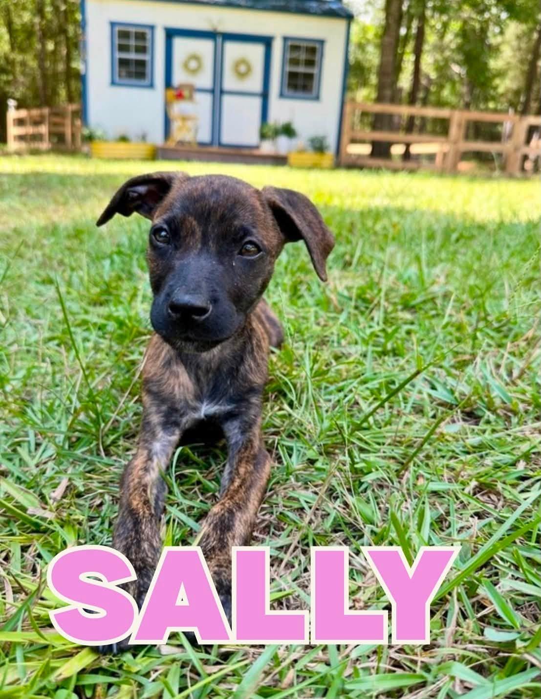 Sally, Adoptable, Puppy Female German Shepherd Dog & Belgian Shepherd / Malinois.