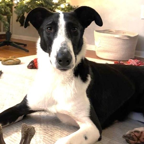 Enlarge Louise, a ADOPTABLE mixed breed in Palm Harbor, FL image 1/1