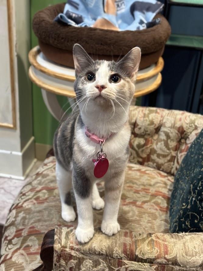 Enlarge Seraphina, an adopted Domestic Short Hair in The Colony, TX image 2/2