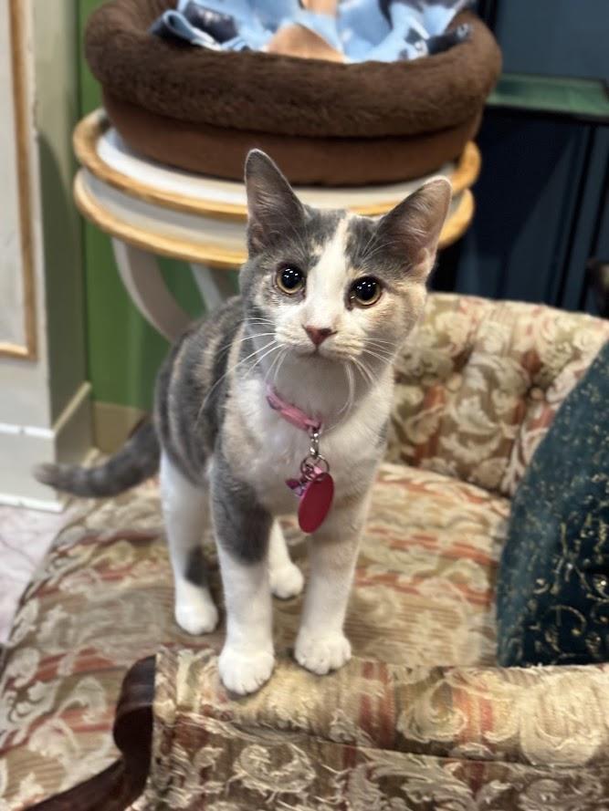 Enlarge Seraphina, an adopted Domestic Short Hair in The Colony, TX image 1/2