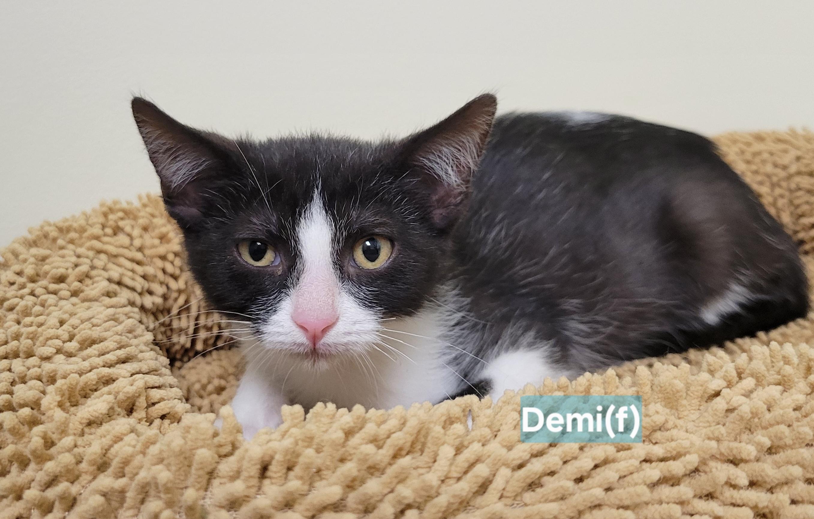 Demi, Adoptable, Kitten Female Domestic Short Hair.