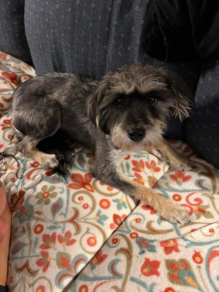 Miss Tibbs, Adopted, Adult Female Schnauzer.