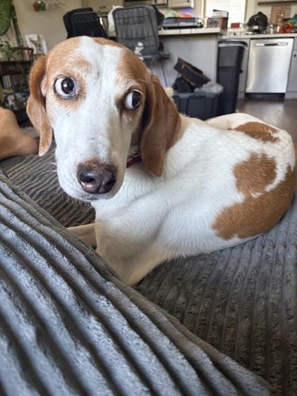 Maggie (in Foster), Adoptable, Adult Female Foxhound & Mixed Breed.