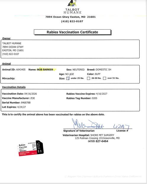 Enlarge BOB BARKER, a Adoptable Domestic Short Hair in Easton, MD image 1/1