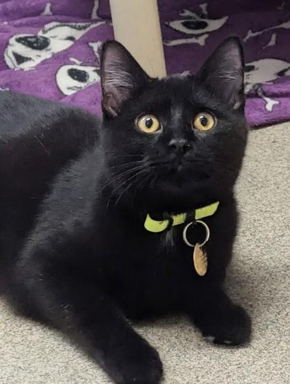 Enlarge Taurus, a Adoptable mixed breed in Columbus, OH image 1/1