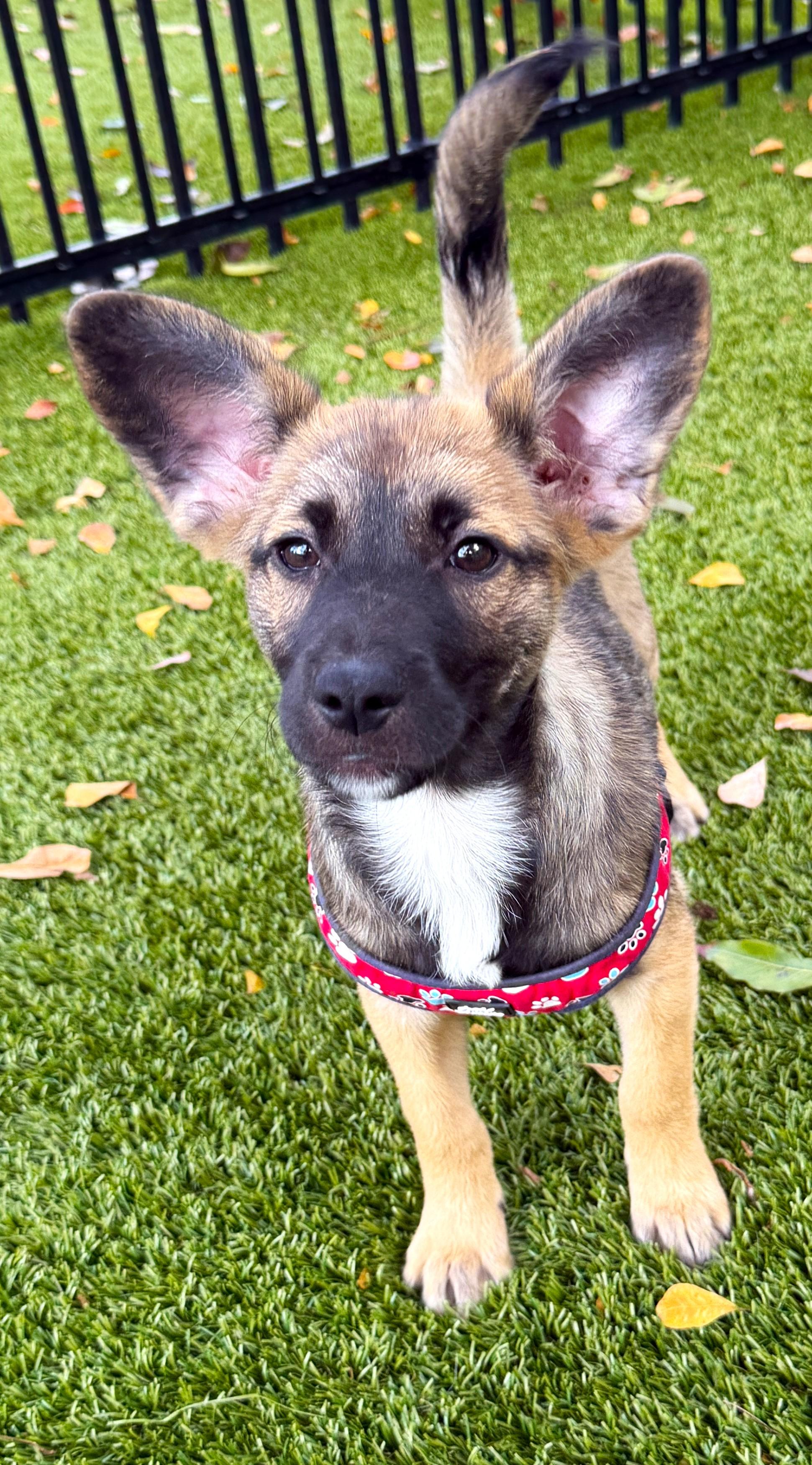 Maple — thumbnail 2