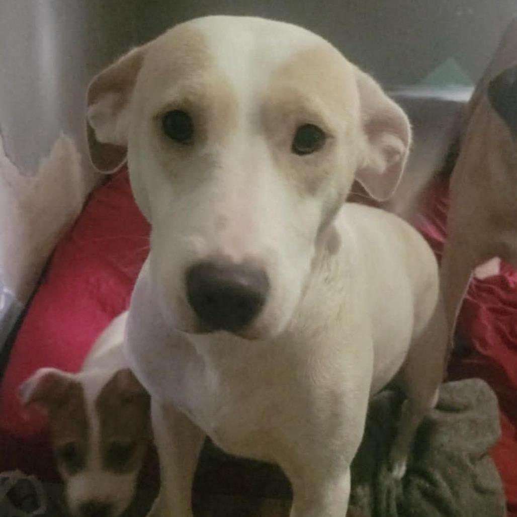 Enlarge Star, a Adoptable Terrier in Hackett, AR image 1/1