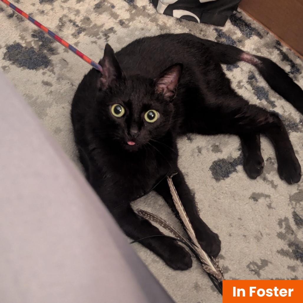 Anchovy, Adoptable, Young Female Domestic Short Hair.