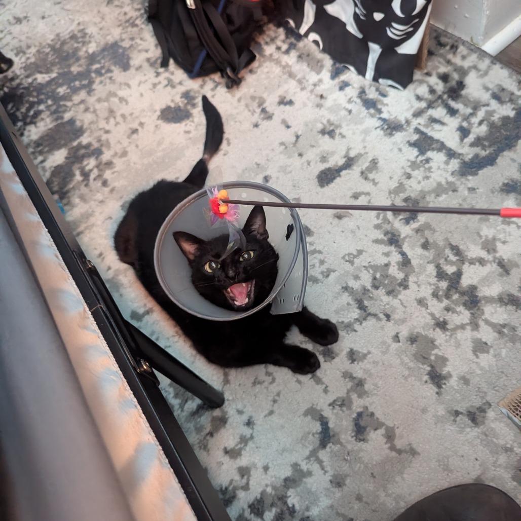 Enlarge Anchovy, a Adoptable Domestic Short Hair in Baltimore, MD image 2/3
