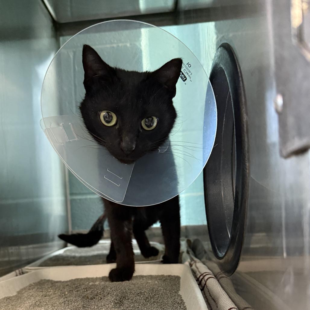 Enlarge Anchovy, a Adoptable Domestic Short Hair in Baltimore, MD image 3/3