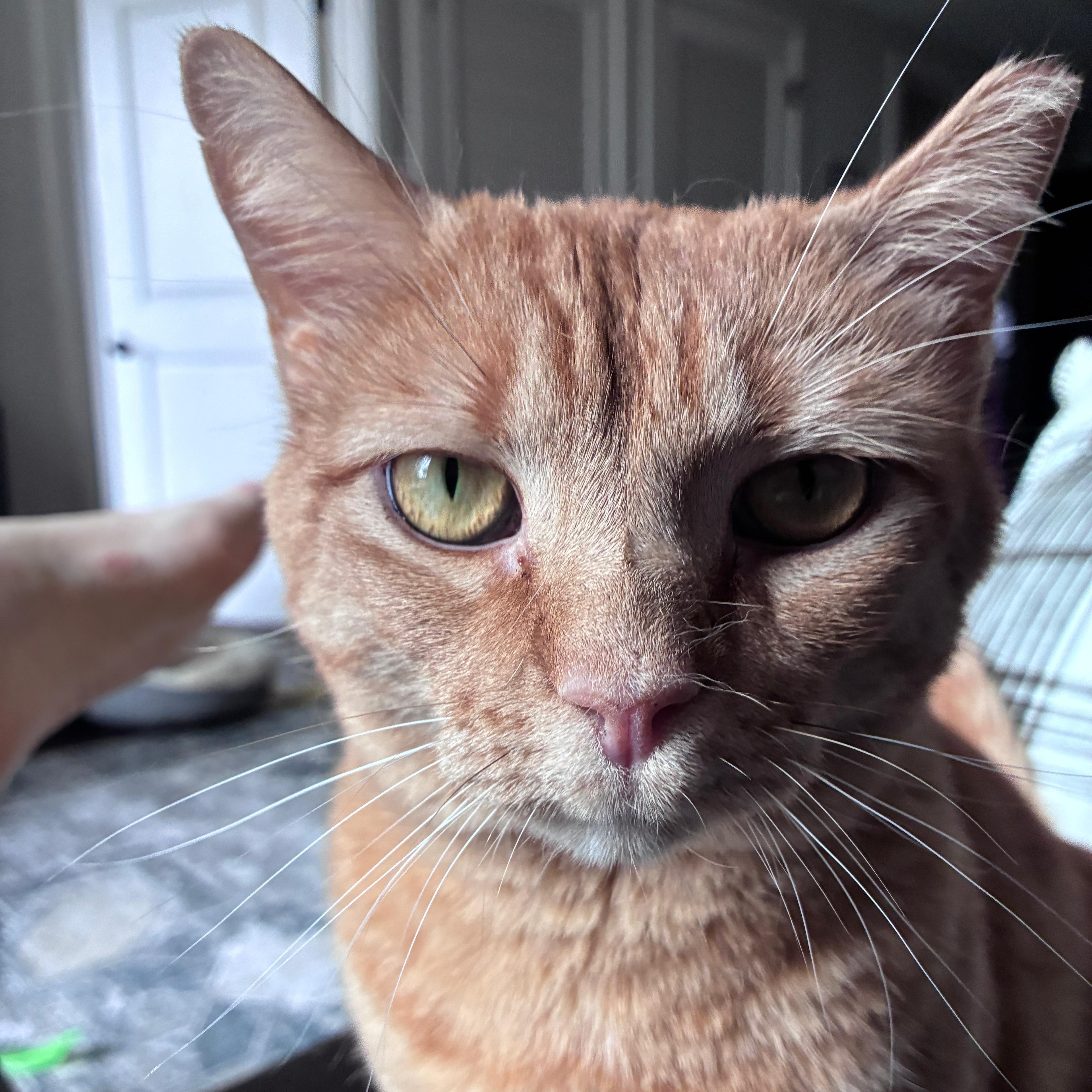 Enlarge Orange Julius, a ADOPTABLE Domestic Short Hair in Fort Belvoir, VA image 2/6