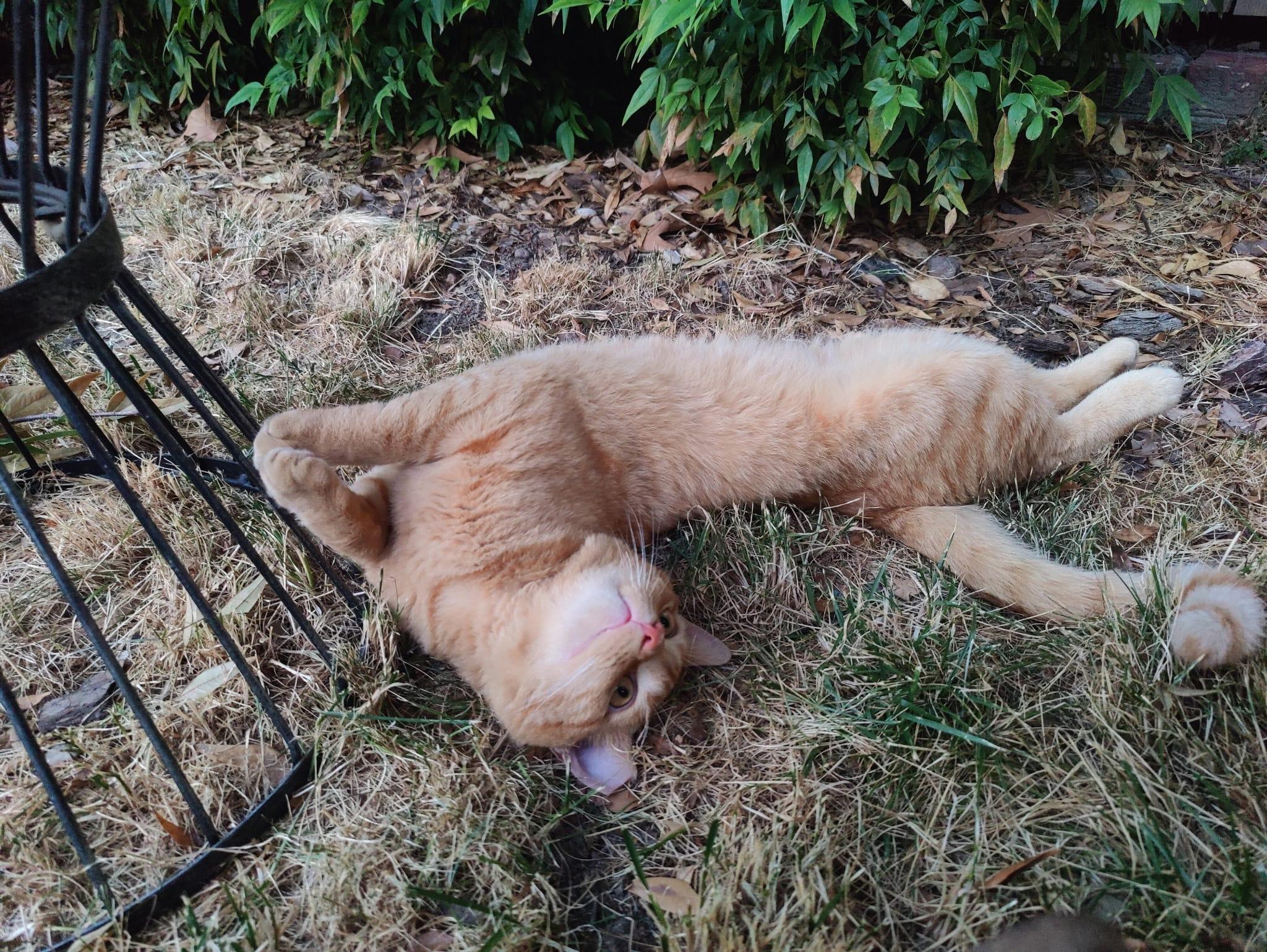 Enlarge Orange Julius, a ADOPTABLE Domestic Short Hair in Fort Belvoir, VA image 5/6