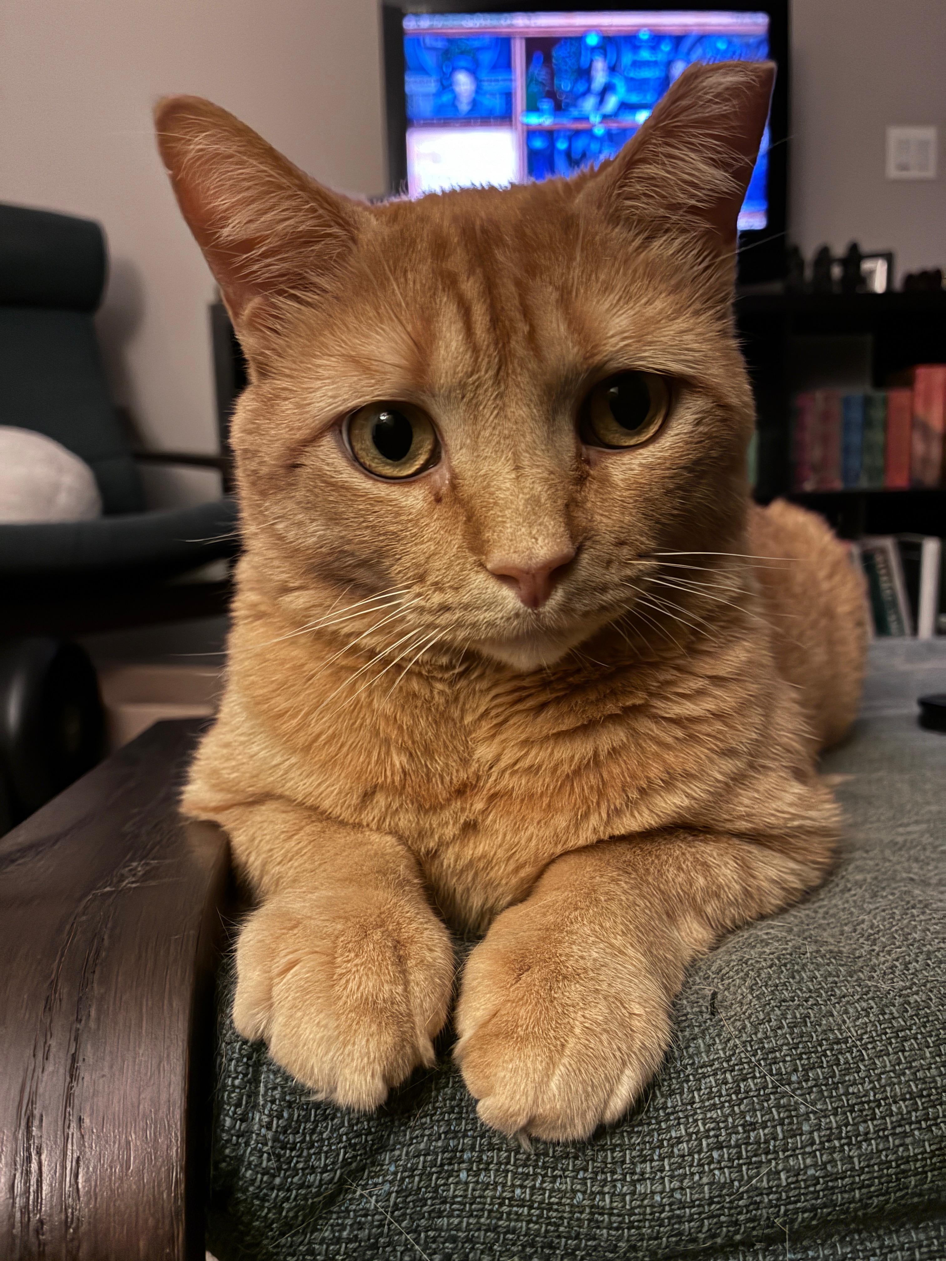 Orange Julius, ADOPTABLE, Adult Male Domestic Short Hair.