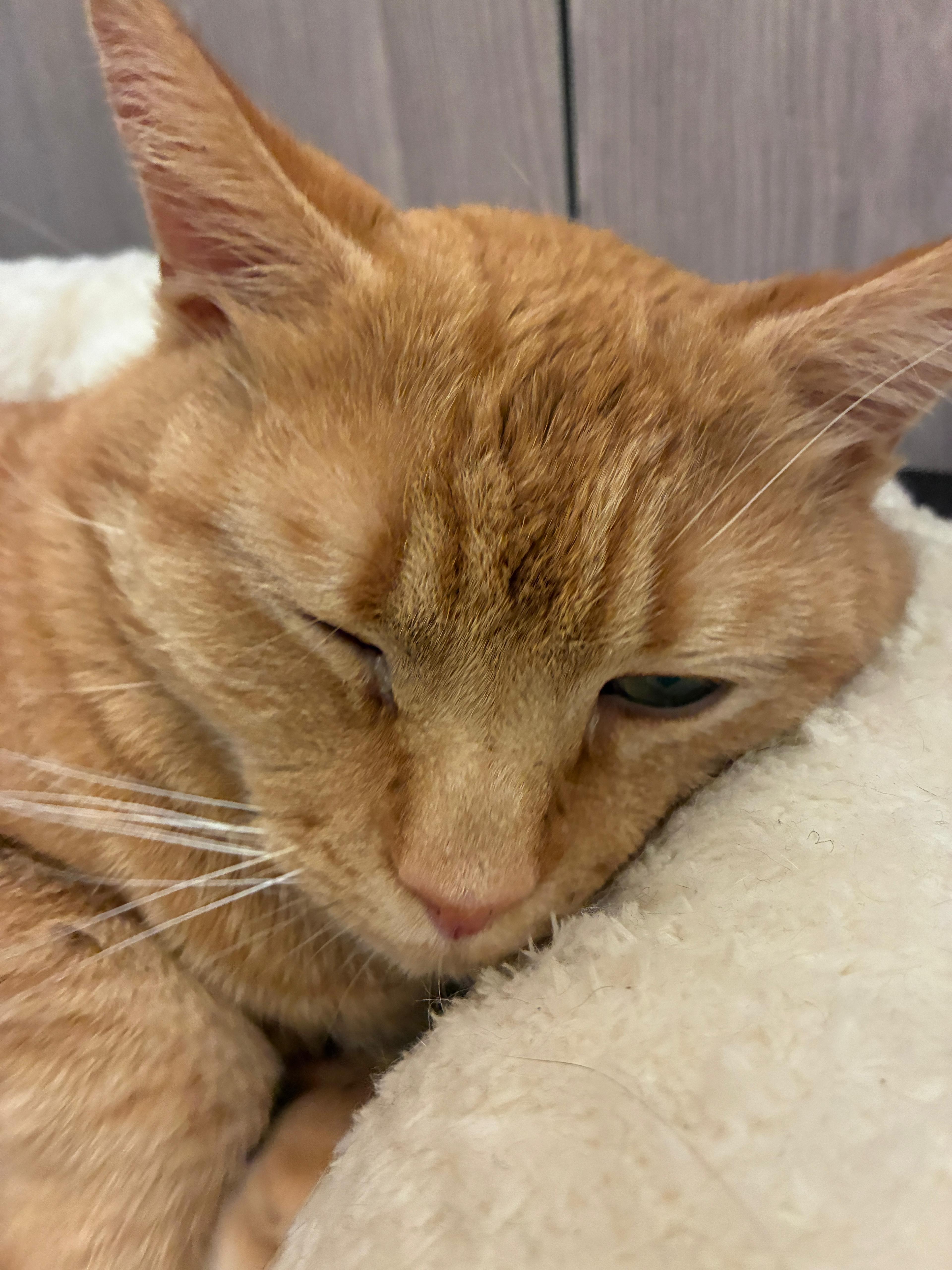 Enlarge Orange Julius, a ADOPTABLE Domestic Short Hair in Fort Belvoir, VA image 6/6