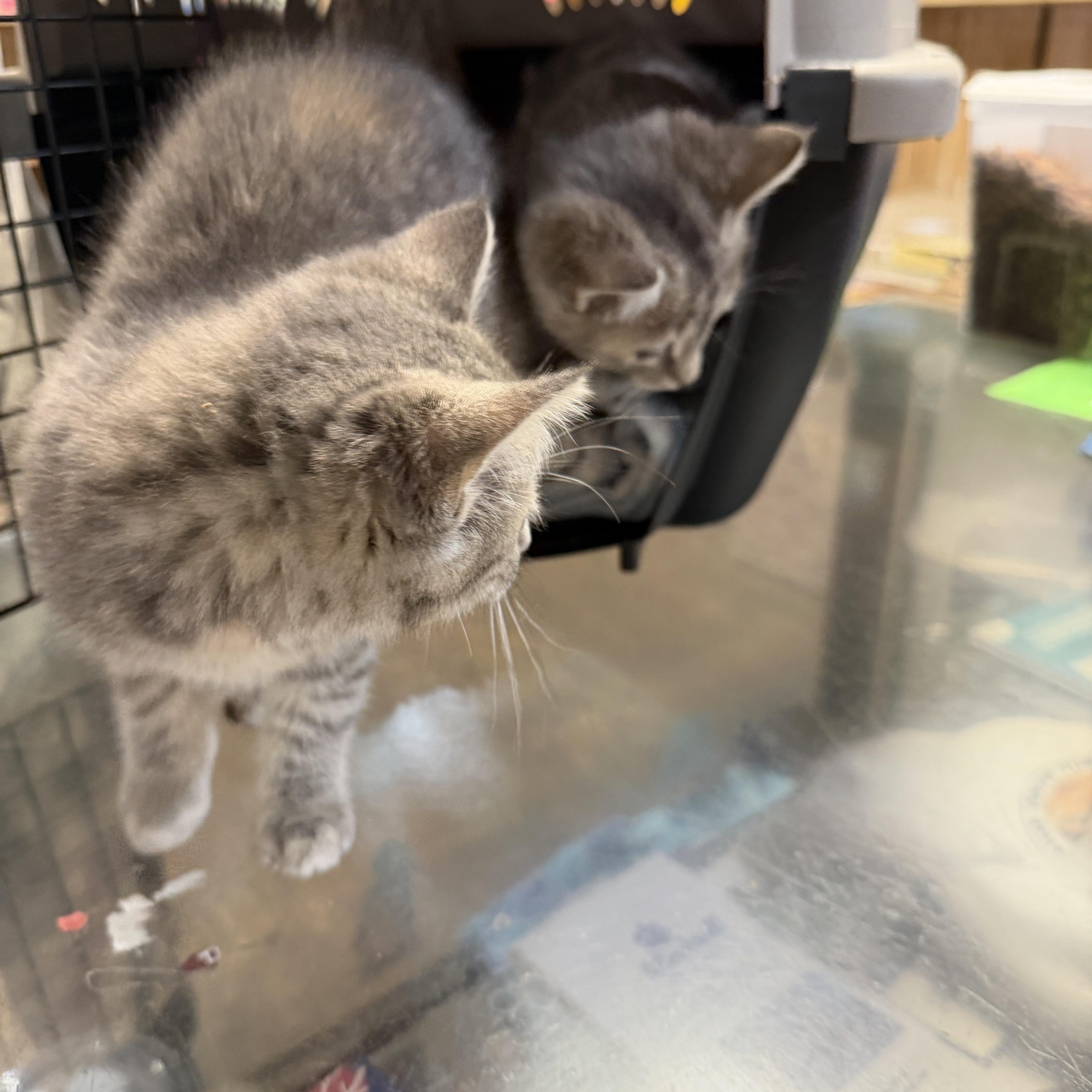 Enlarge Bubbles, an adopted Domestic Short Hair in New Market, MN image 2/3