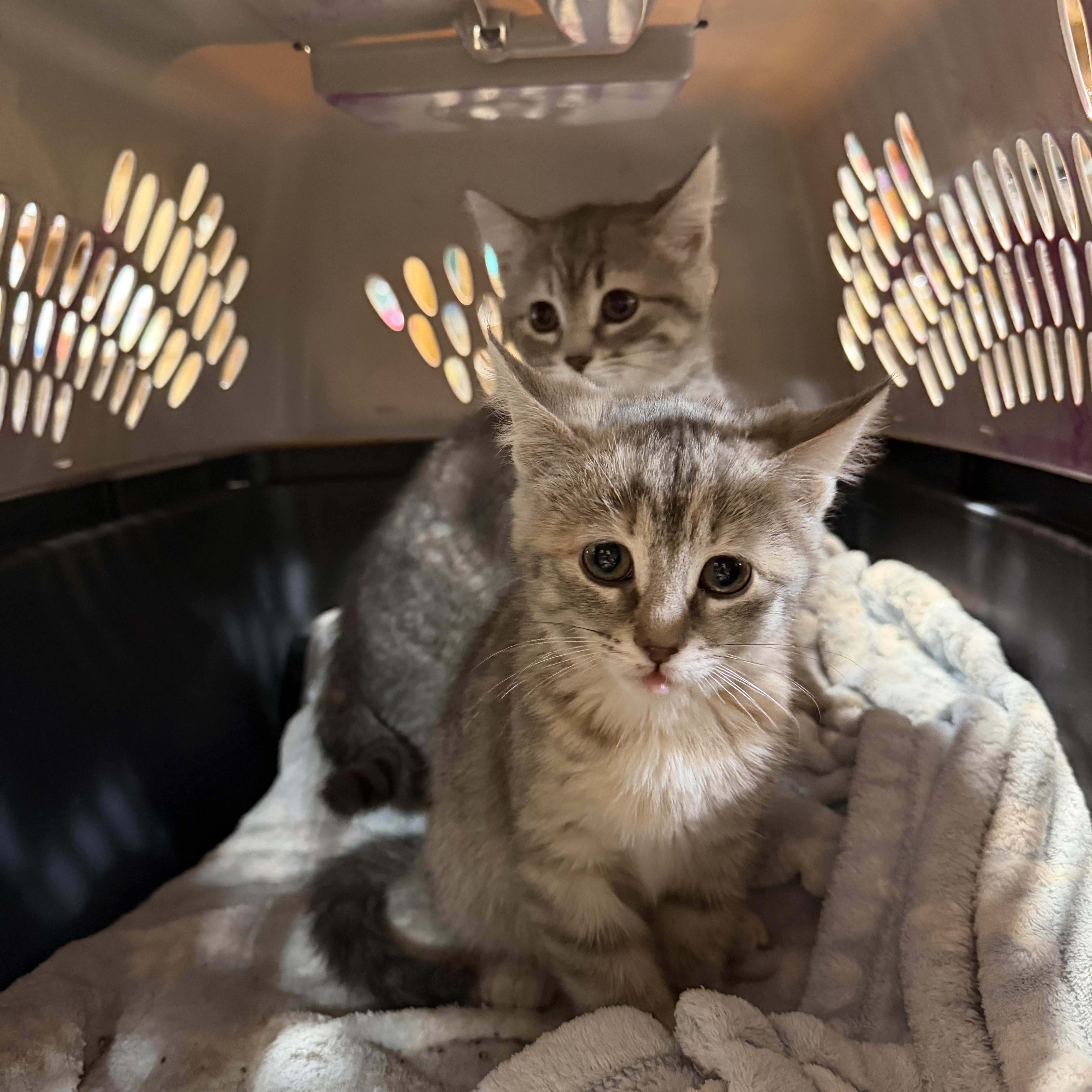 Bubbles, adopted, Kitten Female Domestic Short Hair.