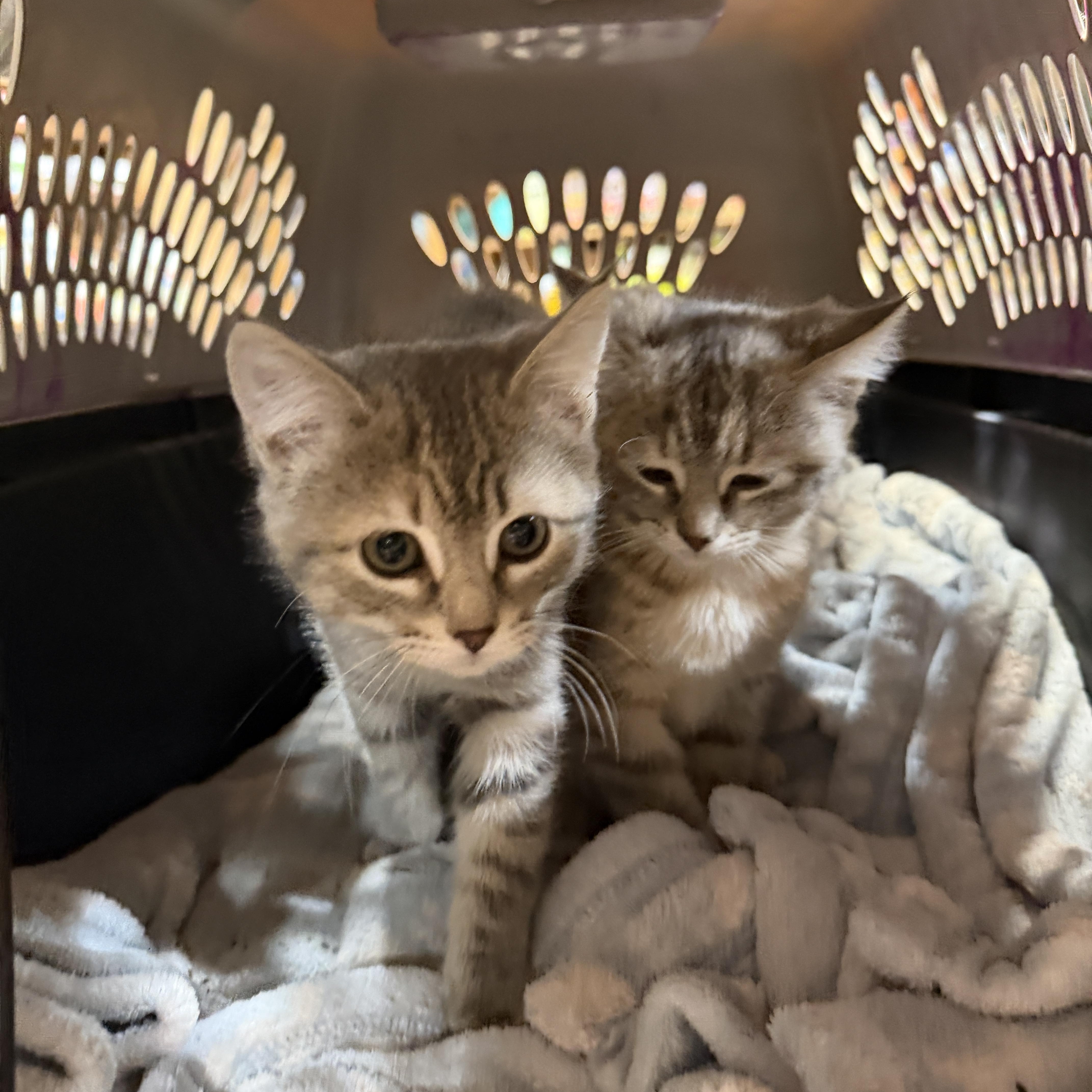 Enlarge Bubbles, an adopted Domestic Short Hair in New Market, MN image 3/3