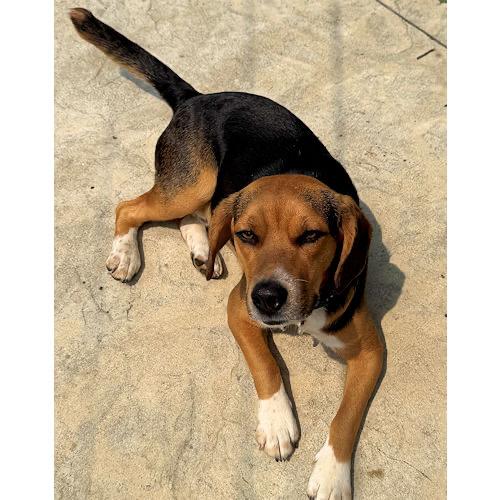 Rudy, a ADOPTABLE Beagle in Toledo, OH image 2/6